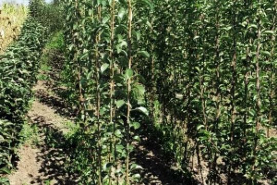 Razne sadnice iz rasadnika 