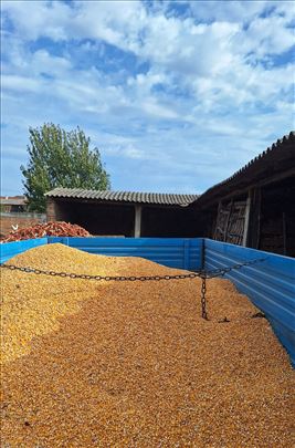 Kukuruz 2025 kvalitet - suv