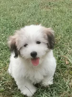 Tulearski pas štenci - Coton de Tulear