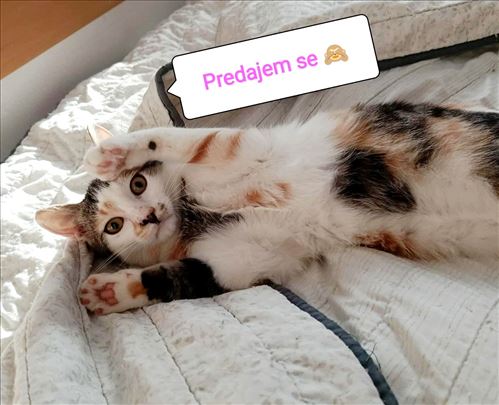 Udomljava se prelepo, neobicno zensko mače Maja