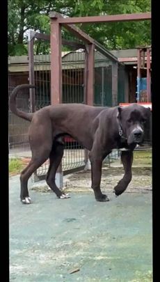 Bandog