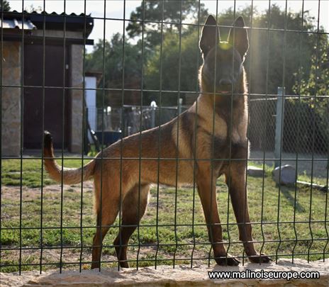 Belgijski ovčar Malinoa štenci na prodaju