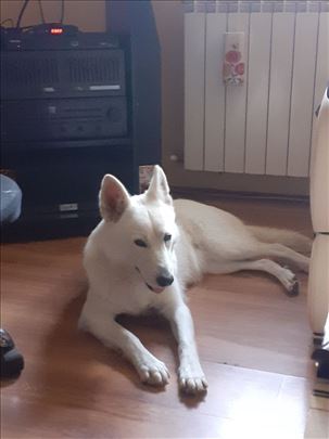 Beli švajcarski ovčar, štenci povoljno