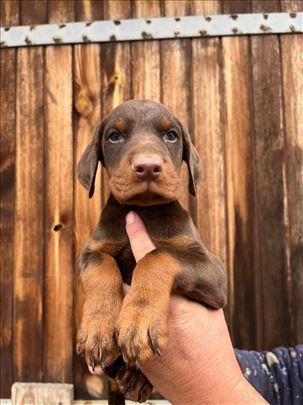 Doberman štenci vrhunskog kvaliteta
