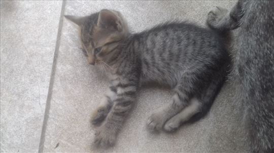  Domaći  mačici traže dom