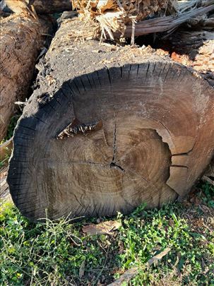 Hrast star preko 30 godine 