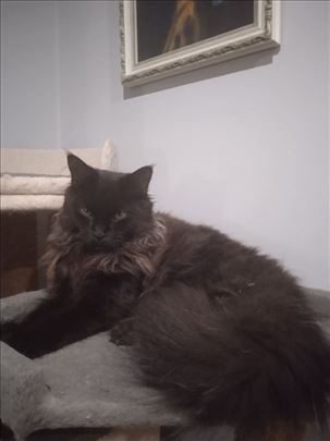 Maine Coon, mače