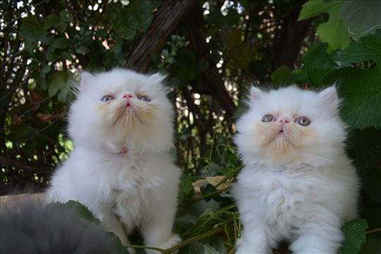 Vrhunski macici šampionskog porekla