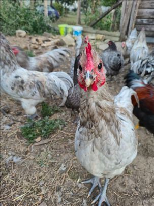 Petlići splash australorpa