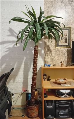 Vestacko drvo - palma