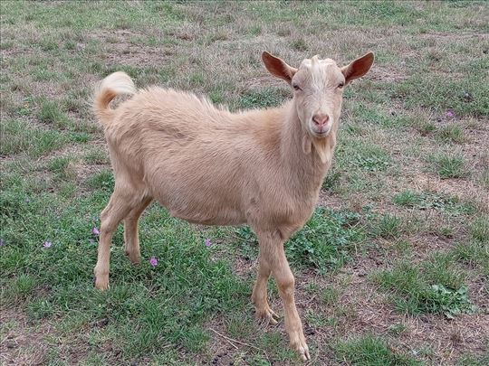 Priplodni jarac na prodaju