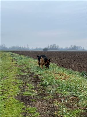 Šetanje pasa Šabac