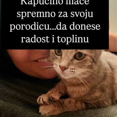 Kapućino mače