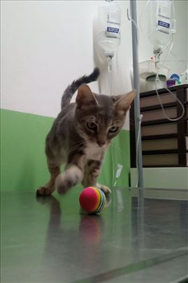 Macka,maca trazi dom