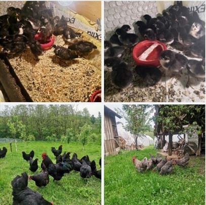 Rasni pilici australorp i amrok