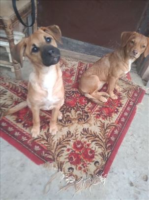 Udomljavaju se pojedinacno ili zajedno.