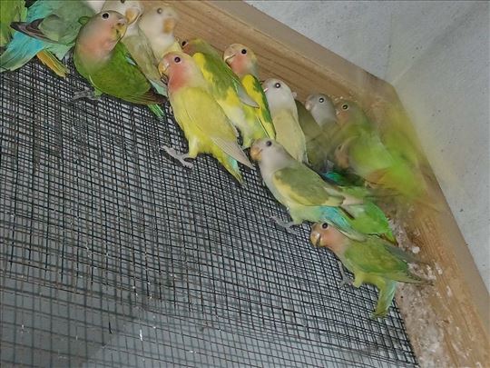 19 mladih rozenkolisa