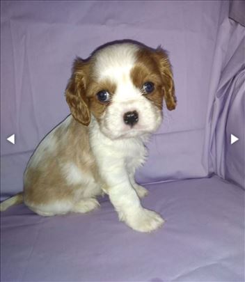 Cavalier King sharles Kavalier 