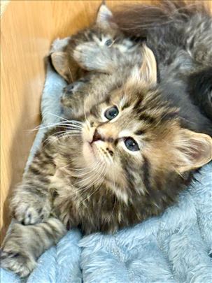 Maine Coon, mače
