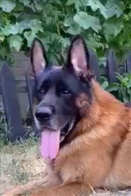 Nemački ovčar, štenad, mladi psi i psi za parenje