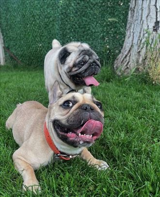 Pansion,cuvanje pasa na duzi period