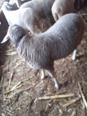 Prodajem ovna za priplod star 2 godine