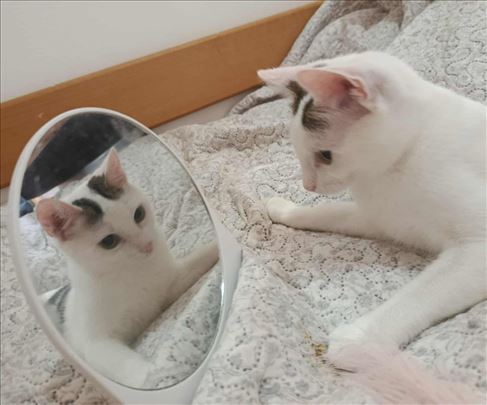 Udomljava se prelepo, umiljatio, narcis mače