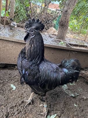 Ayam cemani