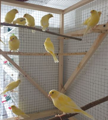 Malino kanarinci pesma