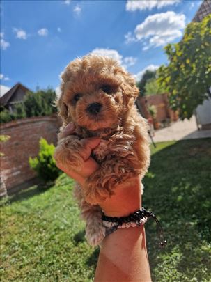 Maltipoo savršeni štenci