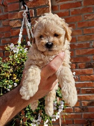 Maltipoo tiny bebe
