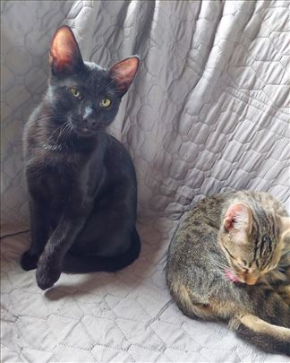 Robin Hud čeka na dom