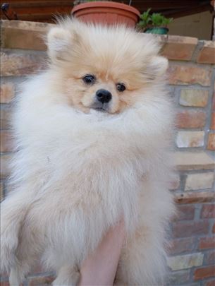 Pomeranski špic , mlad pas