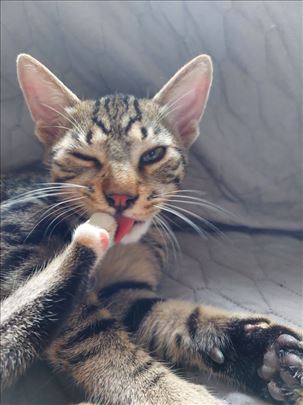 Mali Dzon čeka na dom