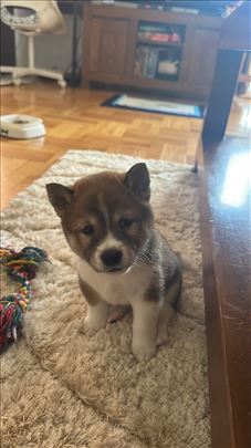 Šiba inu, štene sa pedigreom