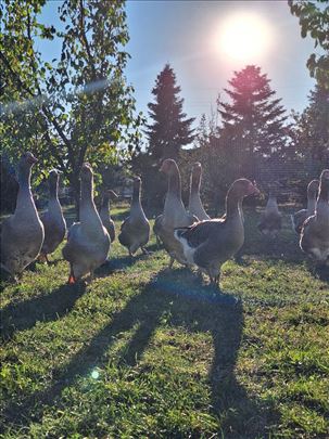 Sive tovne francuske guske