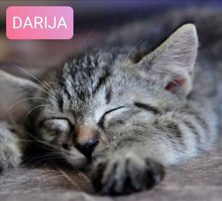 Udomljava se 6 prelepih, umiljatih mačića