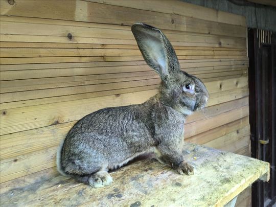 Belgijski Sivi Orijas , cisto krvni