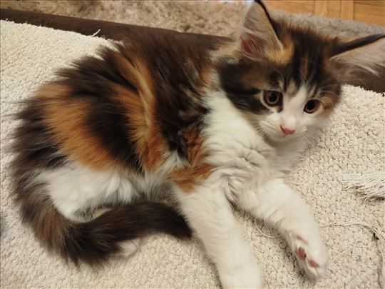 Maine Coon mače ženka