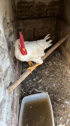 Prodajem Leghorn peta