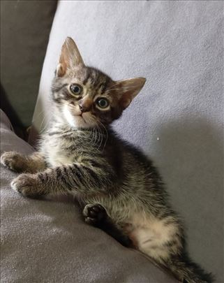 Pufnasto mače traži dom