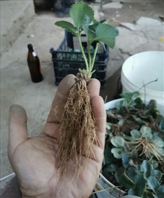 Sadnice jagoda Zenga Zengana