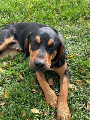 Bole, mešanac erdeljskog goniča traži dom