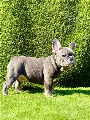 Francuski buldog, štene