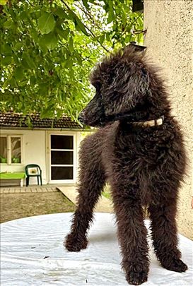 Kraljevska pudla štene 5 meseci crno-sive mužijak