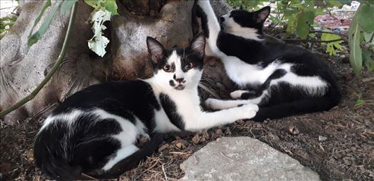 Male mace na poklon!