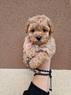 Maltipoo, štene
