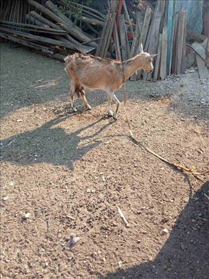 Prodajem kozu i jare hitno!