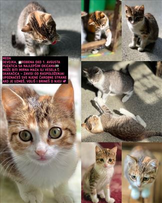 Mačići traže dom!
