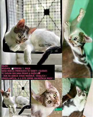 Mačići traže dom!